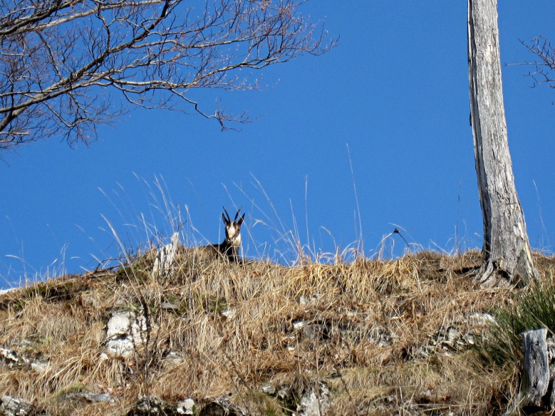 [Camoscio sul Monte Generoso]