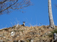 [Camoscio sul Monte Generoso]